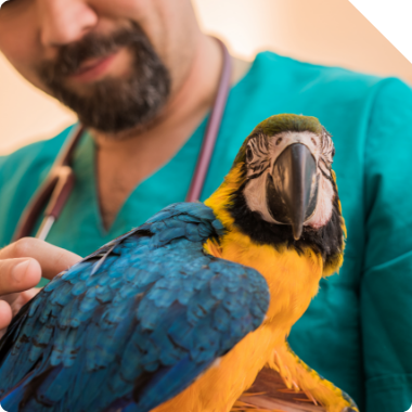 Veterinary with parrot