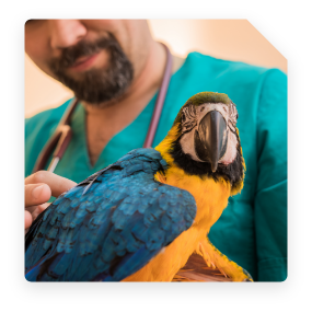 Vet and Parrot - Foundations Training 2